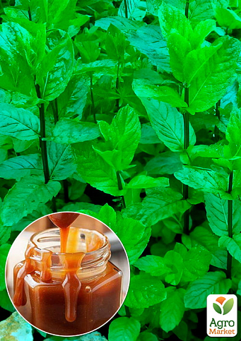 Мята Карамельная "Mentha Caramel"
