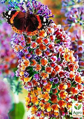 Буддлея Давида 2х летняя "Flower Power" С2 - фото 3