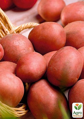Насіннєвий середньостиглий картопля "Мемфіс" (на жарку, 1 репродукція) 1кг