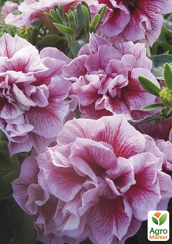 Петунія напівампельна Sweet Sunshine "Pink Purple Vein"