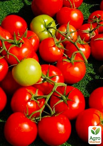 Томат детерминантный "Шаста F1" ТМ "Lark Seeds" 1000шт