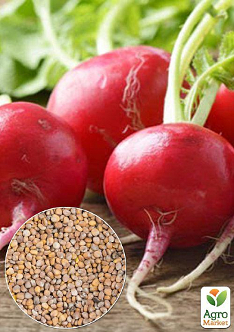 На вагу Редис "Тепличний" ТМ "Весна" ціна за 10г