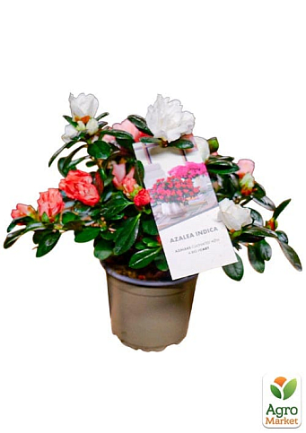 Рододендрон комнатный "Carnaval" высота 25-30см  - фото 5
