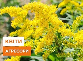Квіти-агресори: обережно з рослинами, що швидко ростуть - корисні статті про садівництво від Agro-Market