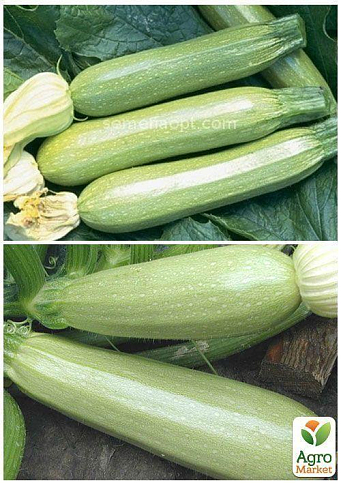 На развес Кабачок "Акробат" ТМ "Весна" цена за 8г - фото 3