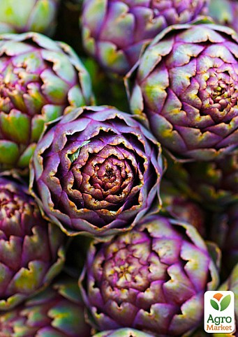 Артишок "Alla Romana" - фото 2