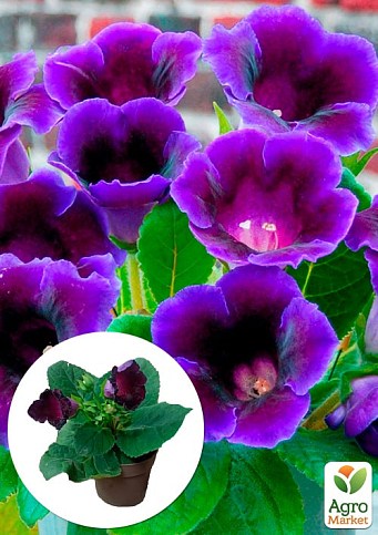 Глоксінія "Violacea" висота 20см