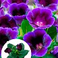 Глоксінія "Violacea" висота 20см