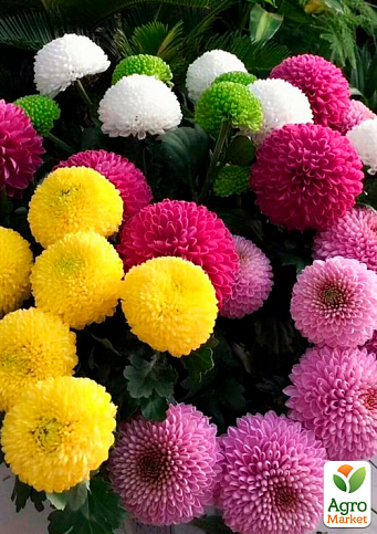 LMTD Хризантема Multicolor "Pompon Carnaval" (Нидерланды)