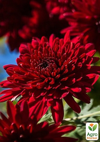 Хризантема Садовая "Avalon Red" (высота 30-50см) - фото 3