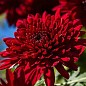 Хризантема Садовая "Avalon Red" (высота 30-50см) цена