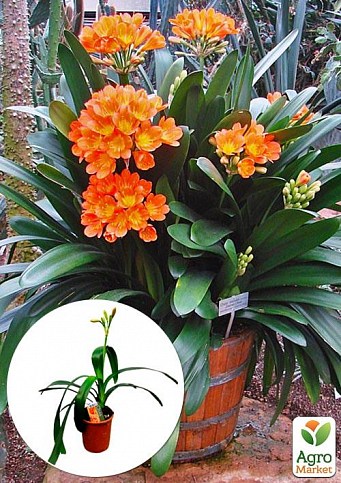 Кливия "Clivia miniata" (вечнозеленое многолетнее комнатное растение)