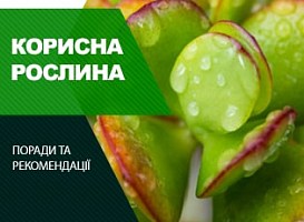 Лікувальні властивості товстянки - корисні статті про садівництво від Agro-Market