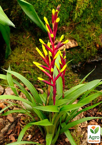 Гузманія "Dissitiflora"