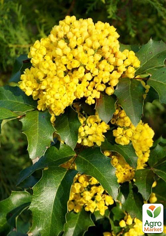 Магония падуболистная "Аquifоlium" высота 15-30см (вечнозеленый, цветущий, декоративный кустарник) - фото 3