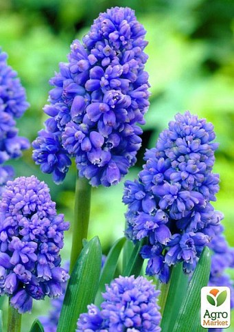 Мускари "Blue Spike" 5шт в упаковке