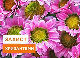 Трипси на хризантемі: лікування та боротьба від Agro-Market