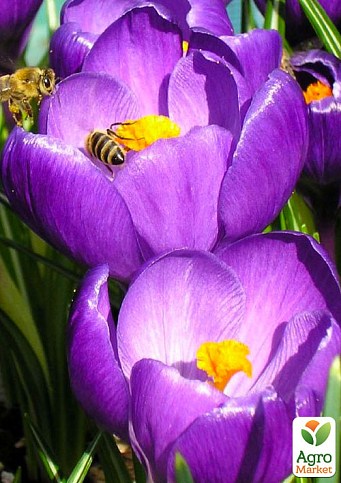 Крокус ботанический "Barr´s Purple" (размер 5/7 , средний) 5шт в упаковке