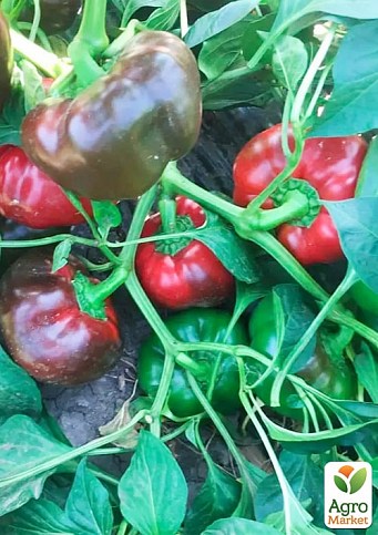 Перець "Вілд F1" ТМ "Lark Seeds" 500шт