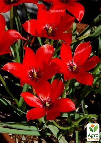 Тюльпан "Linifolia" 5шт в упаковке