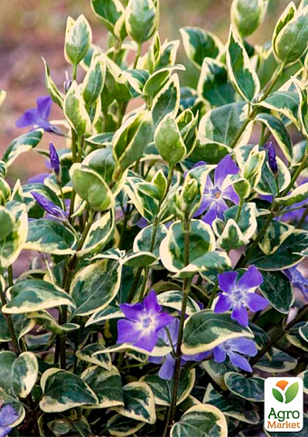 Барвінок великий "Variegata" вазон С3