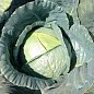 Капуста белокочанная "Фанси F1" ТМ "Lark Seeds" 2500шт