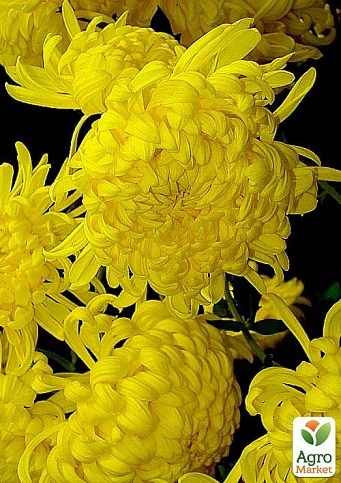 Хризантема  "Sunberry Yellow" (низкорослая крупноцветковая)