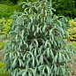 Ялина Енгельмана "Picea Engelmannii Glauca" (горщик P9) 1 саджанець в упаковці