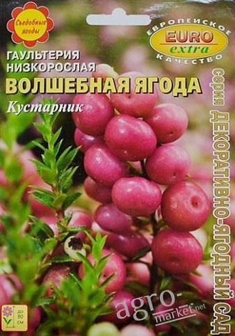 Гаультерия низкорослая "Волшебная ягода" ТМ "Аэлита"