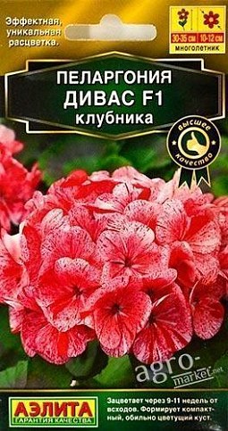 Пеларгония "Дивас F1 клубника" ТМ "АЭЛИТА" 3шт