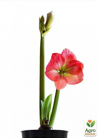 Гиппеаструм "Hippeastrum" дм 12 см выс. 25 см