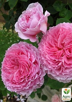 Троянда англійська "James Galway®" (саджанець класу АА +) вищий сорт2