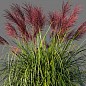 Мискантус "Rotsilber" (вазон Ø17)