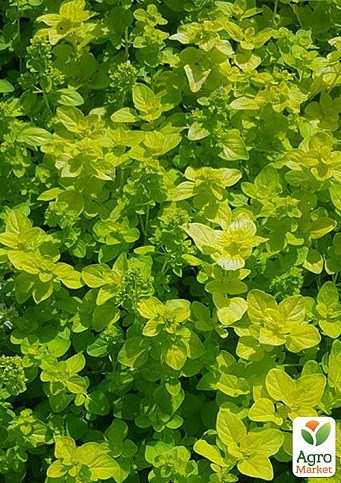 Орегано "Goldtaler" 