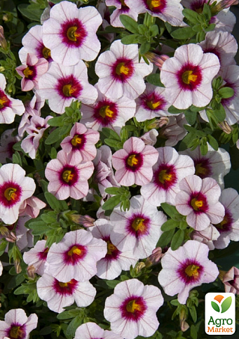 Калибрахоа Uno "Pink Purple Splash" (контейнер №10, высота 10-15см)