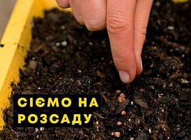 Що сіяти на розсаду у січні - корисні статті про садівництво від Agro-Market