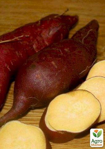 Батат "Bayou Bell" (сладкий картофель) маточный клубень - фото 2