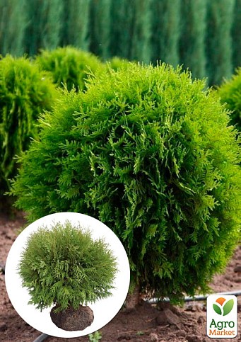 Туя западная "Globosa" (ком/сетка) диаметр 55-65 см