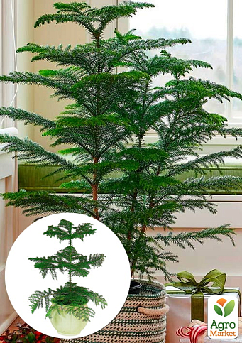 Араукарія (Araucaria heterophylla) кімнатна ялина (висота 30-45см)
