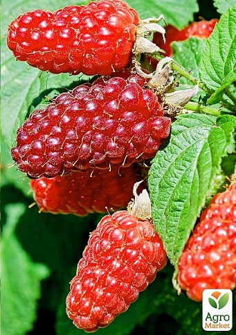 Ежемалина "Букингем Тайберри" 2х-летняя укорененная в контейнере - фото 3