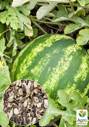 На развес Арбуз "Клондайк " ТМ "Весна" цена за 6г
