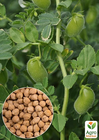 На развес Нут ТМ "Весна" цена за 50г