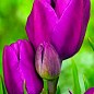 Тюльпан "Purple Bouquet" (размер 10/11 , крупный) 3шт в упаковке