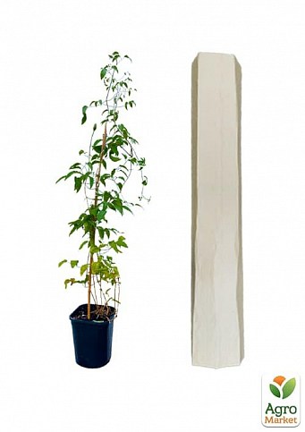 Клематис 2-х летний "Krolova Bona" С2 - фото 3