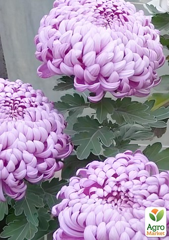 Хризантема великоквіткова "Irisa Lilac" (вазон С1 висота 20-30см)