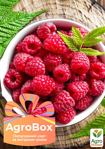 Ексклюзив! AGROBOX із саджанцем ремонтантної малини (1-річний саджанець)