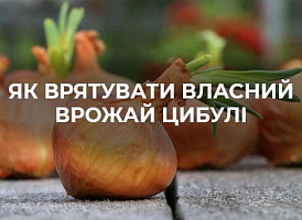 Небезпечні хвороби цибулі під час зберігання | Agro-market