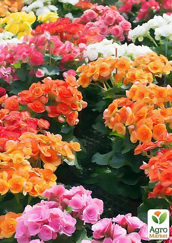Каланхоэ микс"Kalanchoe blos. Calandiva mixed" дм 19 см выс. 25 см