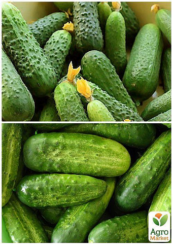 На развес Огурец "Беляевский" ТМ "Весна" цена за 2г - фото 3