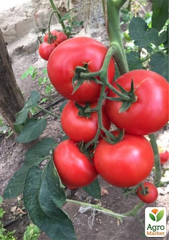 Томат индетерминантный "1606 F1" ТМ "Lark Seeds" 250шт